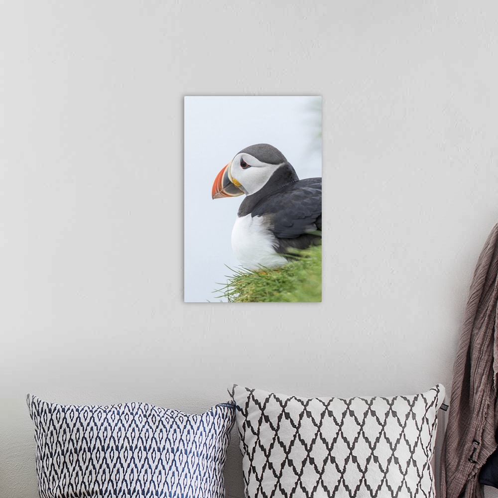 A bohemian room featuring Atlantic Puffin (Fratercula arctica) in a puffinry on Mykines, part of the Faroe Islands in the N...