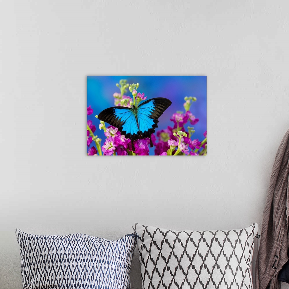 A bohemian room featuring Australian Mountain Blue Swallowtail Butterfly, Papilio ulysses.