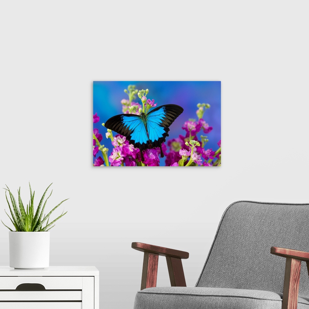 A modern room featuring Australian Mountain Blue Swallowtail Butterfly, Papilio ulysses.