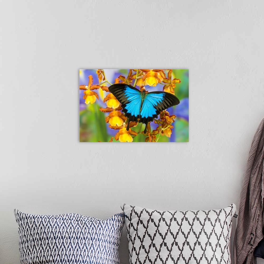 A bohemian room featuring Australian Mountain Blue Swallowtail Butterfly, Papilio ulysses, on Orchid.