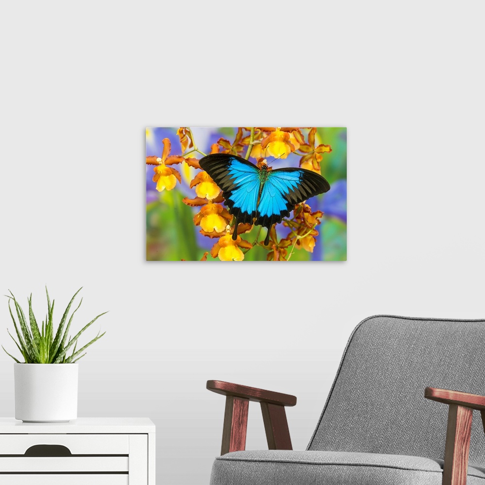 A modern room featuring Australian Mountain Blue Swallowtail Butterfly, Papilio ulysses, on Orchid.