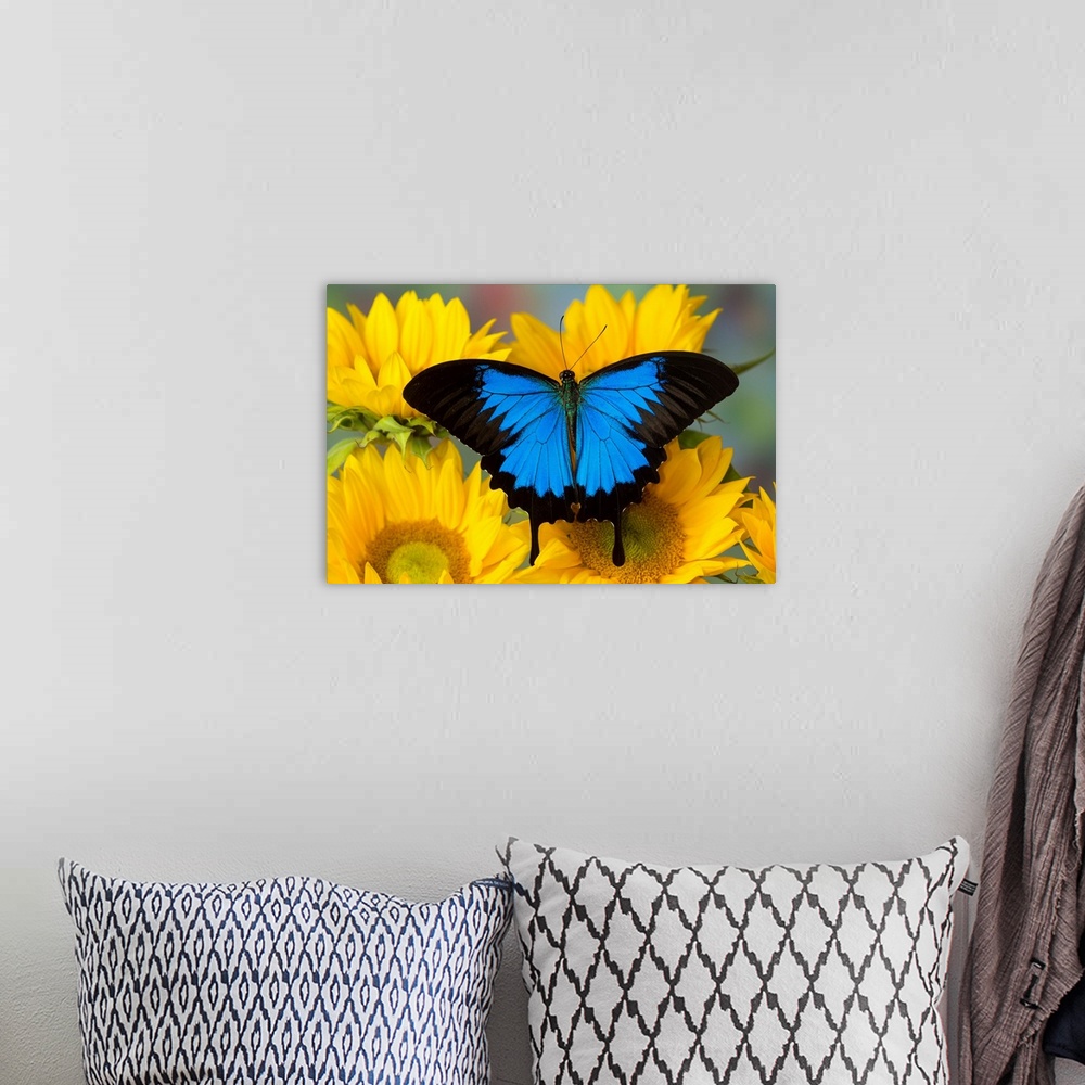 A bohemian room featuring Australian Mountain Blue Swallowtail Butterfly, Papilio ulysses, on sunflower.