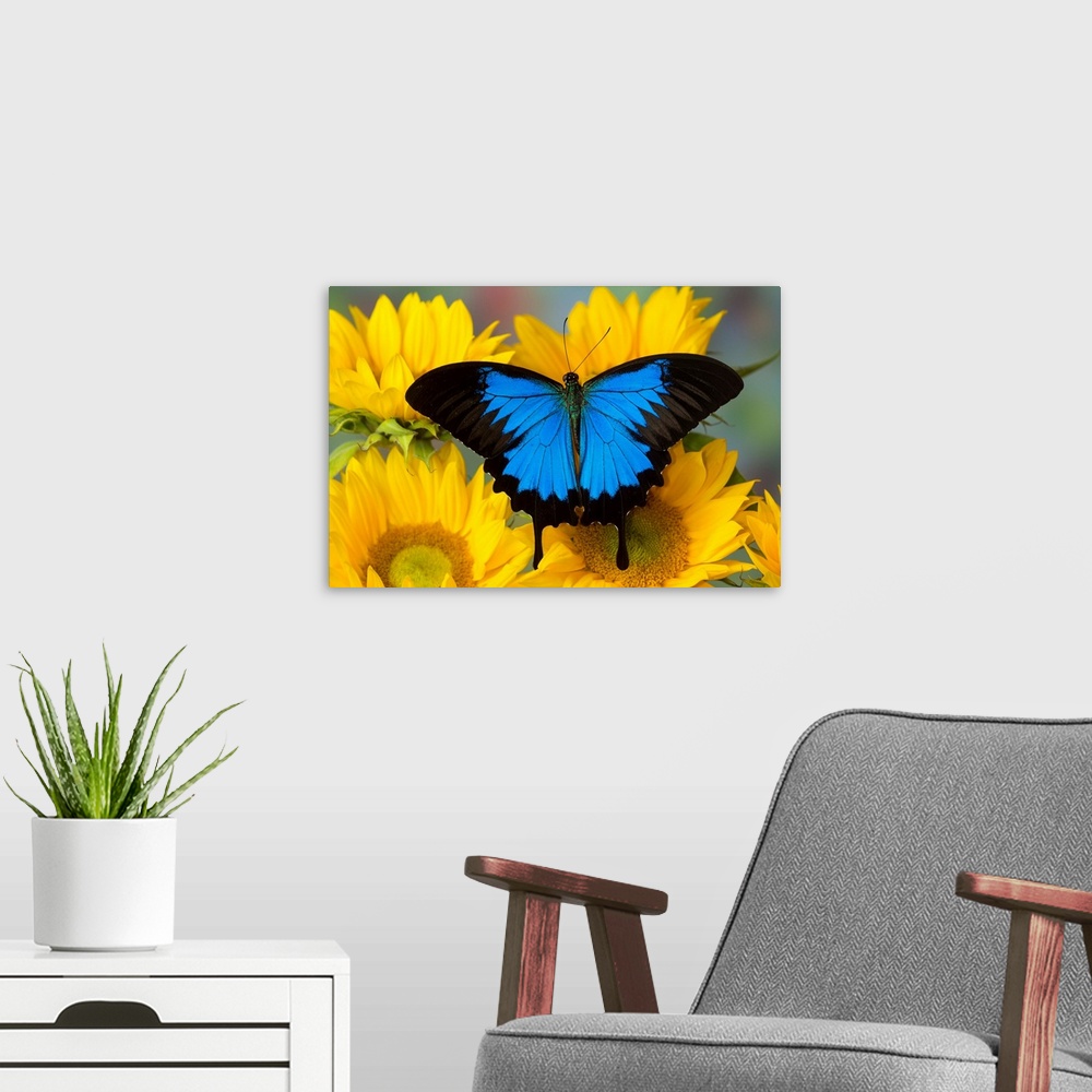A modern room featuring Australian Mountain Blue Swallowtail Butterfly, Papilio ulysses, on sunflower.