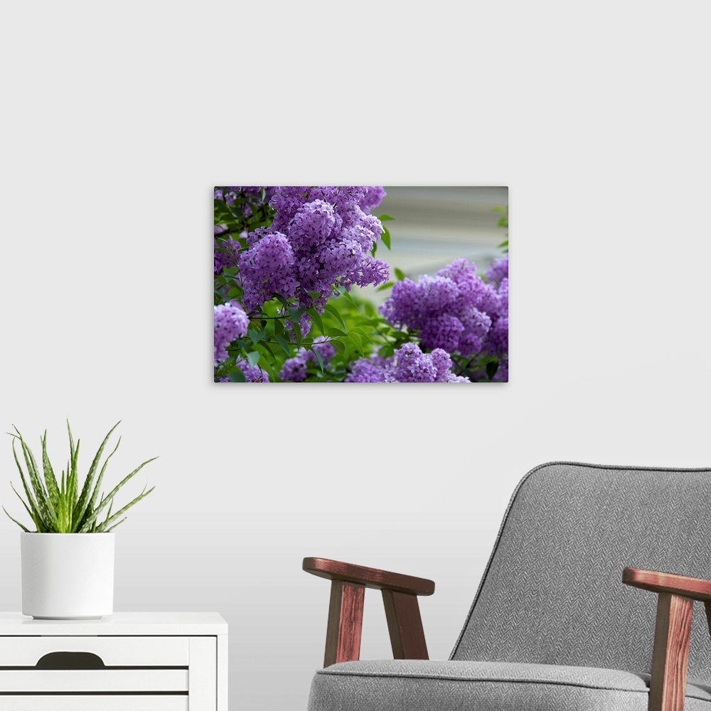 A modern room featuring Europe, Austria, Salzburg Stadt, Salzburg, lilacs in bloom