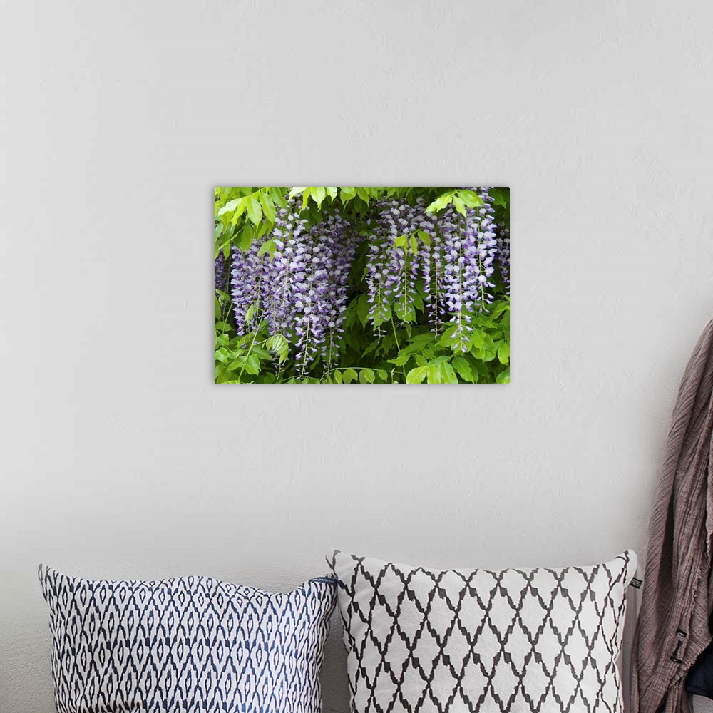 A bohemian room featuring Europe, Austria, Salzburg Stadt, Salzburg, wisteria in bloom