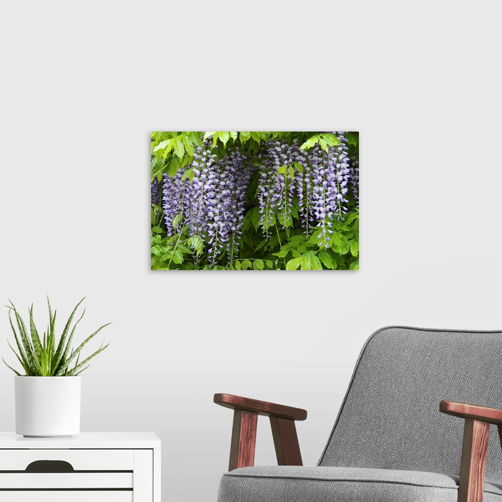 A modern room featuring Europe, Austria, Salzburg Stadt, Salzburg, wisteria in bloom