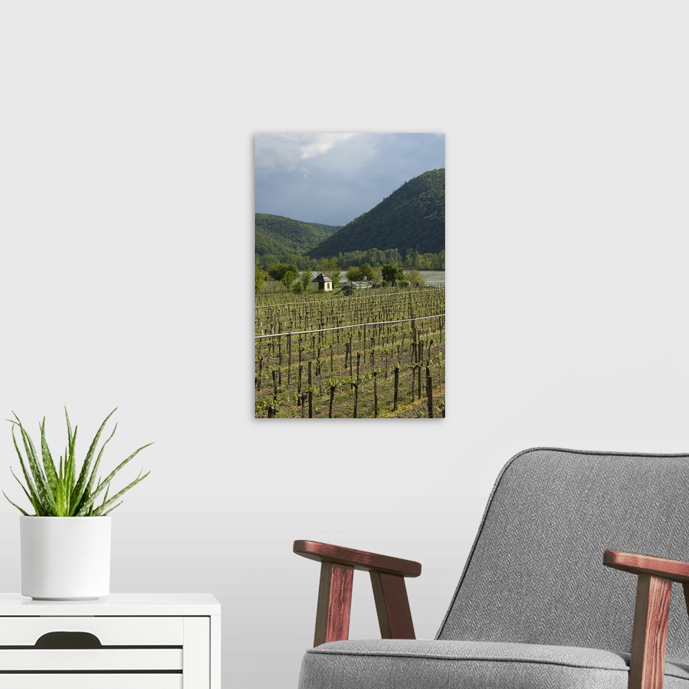 A modern room featuring Europe, Austria, Wachau Valley, Lower Austria, Durnstein, vineyard