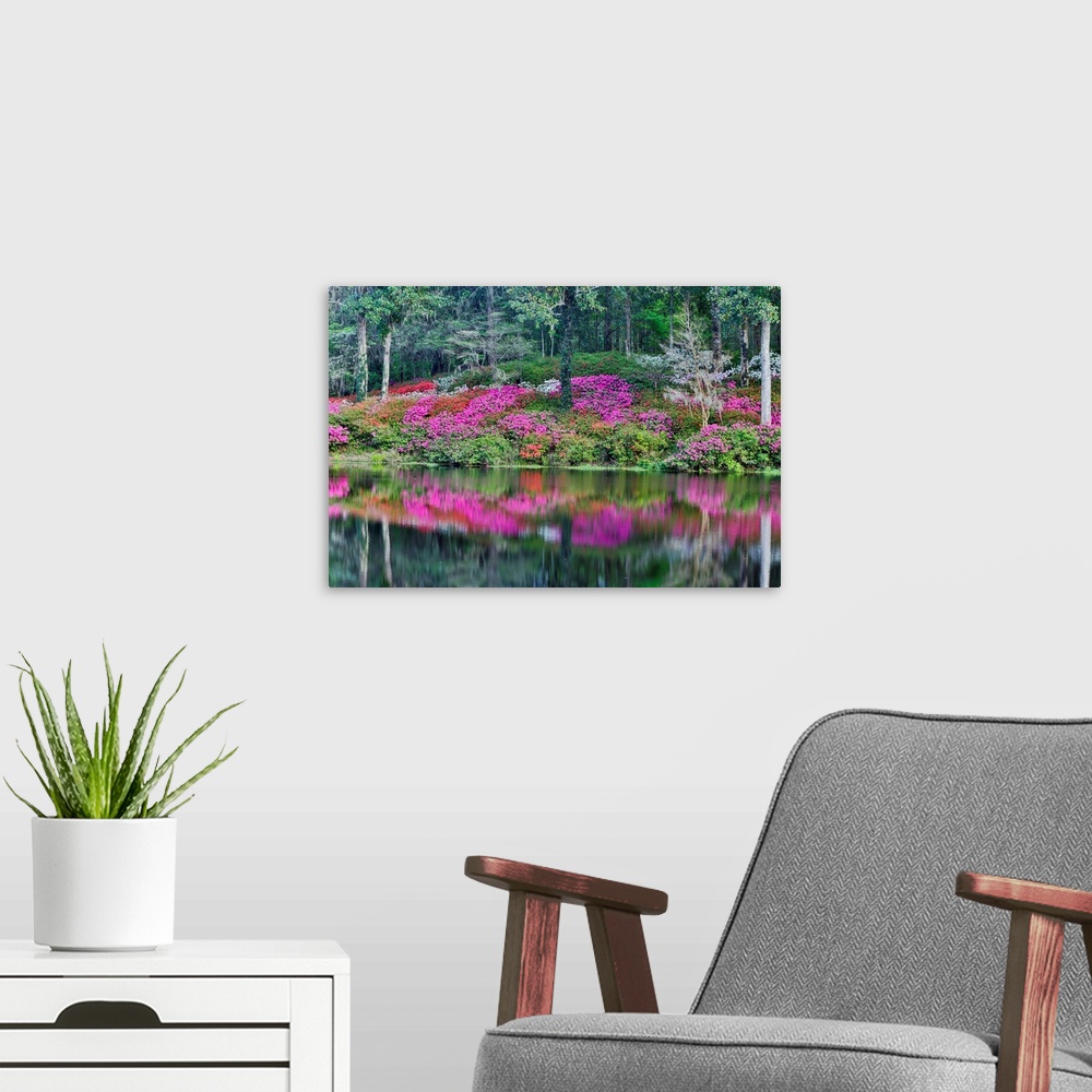 A modern room featuring Azeleas in full bloom reflected in calm pond Middleton Place, Charleston South Carolina