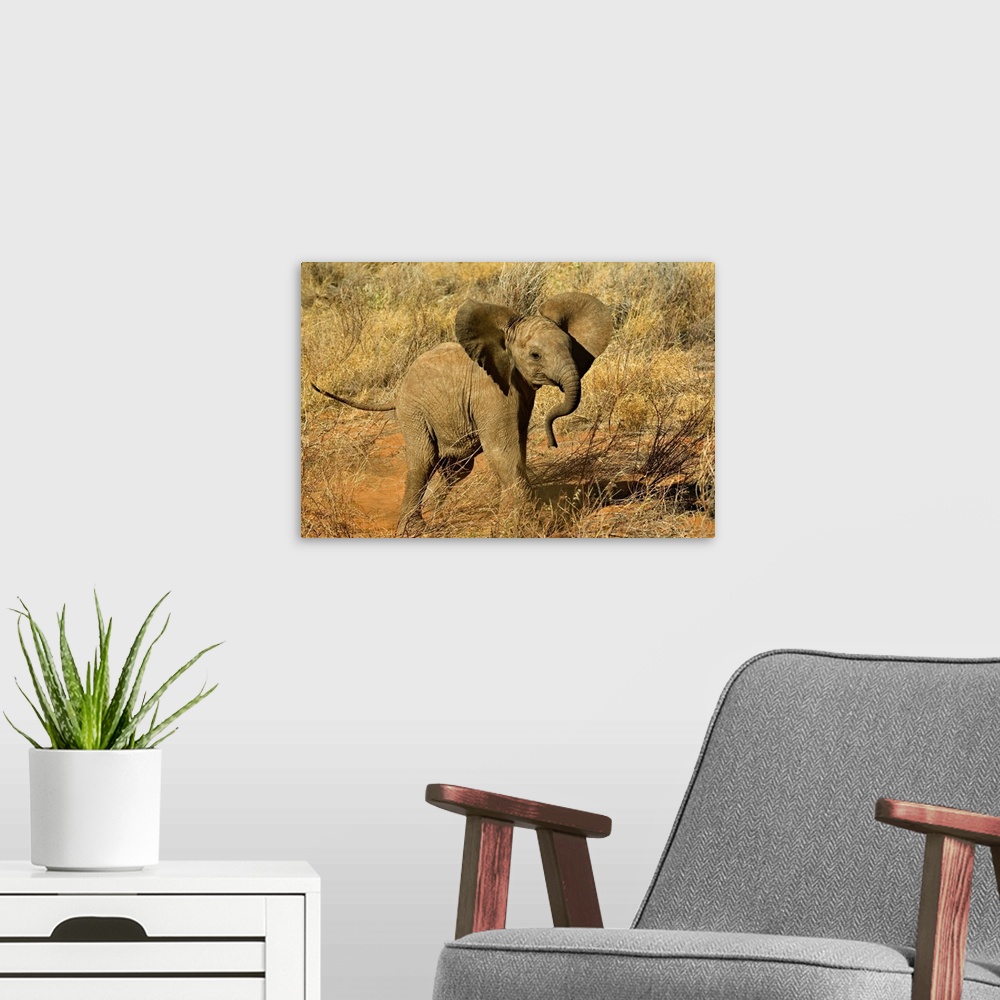 A modern room featuring Baby African Elephant, Loxodonta Africana, Samburu Game Reserve, Kenya.
