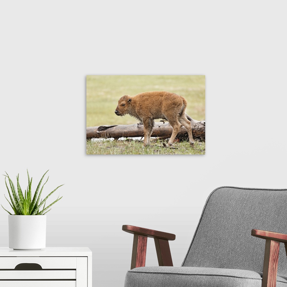A modern room featuring Baby Bison, Yellowstone National Park, Wyoming.