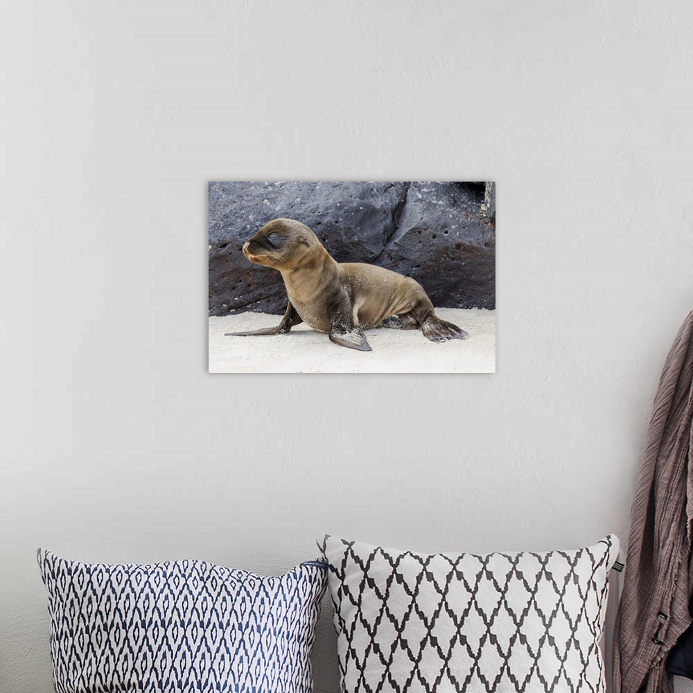 A bohemian room featuring Baby Galapagos sealion pup, Espanola Island, Galapagos Islands, Ecuador. South America, Ecuador.