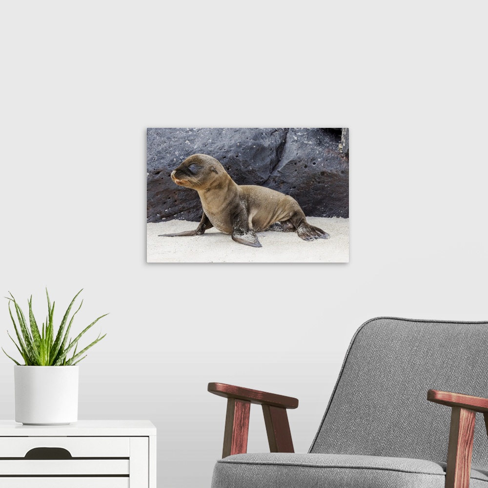 A modern room featuring Baby Galapagos sealion pup, Espanola Island, Galapagos Islands, Ecuador. South America, Ecuador.