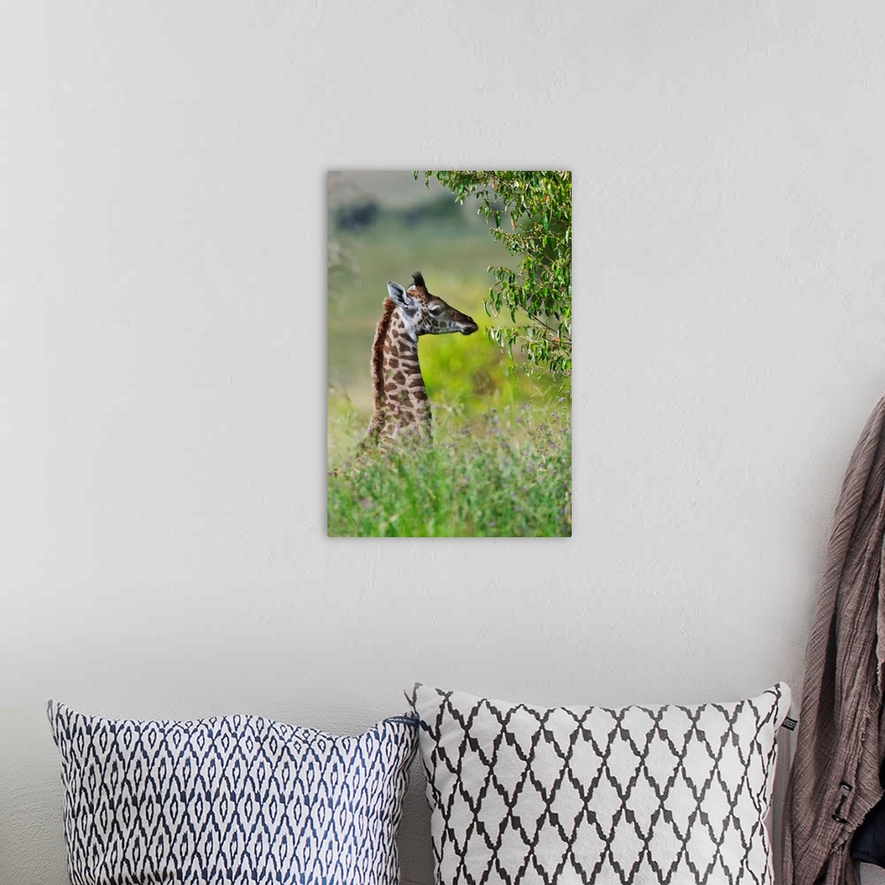 A bohemian room featuring Baby giraffe, Maasai Mara National Reserve, Kenya.