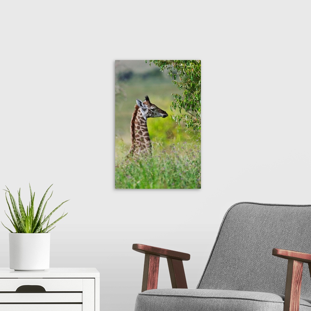 A modern room featuring Baby giraffe, Maasai Mara National Reserve, Kenya.