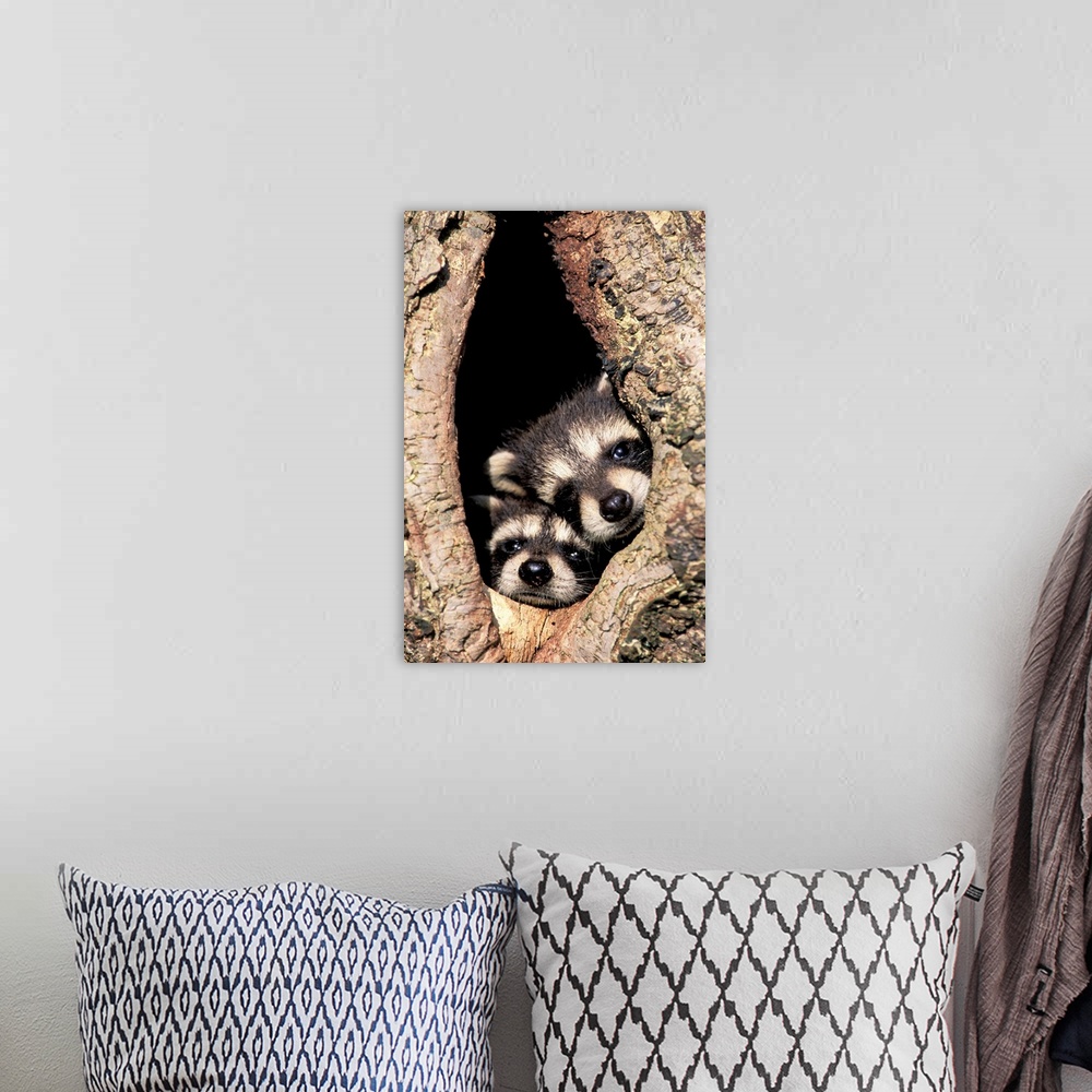 A bohemian room featuring Baby raccoons in tree cavity (Procyon lotor).