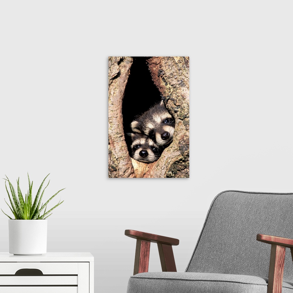 A modern room featuring Baby raccoons in tree cavity (Procyon lotor).
