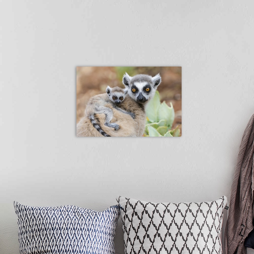 A bohemian room featuring Africa, Madagascar, Anosy, Berenty Reserve. A baby ring-tailed lemur clinging to its mother's back.