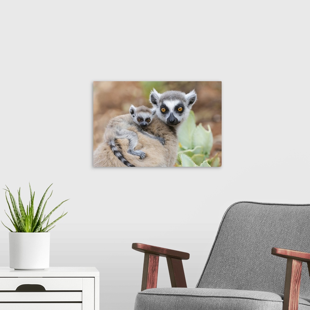 A modern room featuring Africa, Madagascar, Anosy, Berenty Reserve. A baby ring-tailed lemur clinging to its mother's back.