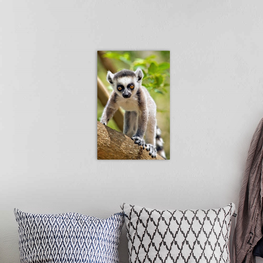 A bohemian room featuring Baby ring-tailed lemur (lemur catta) in the Anja private community reserve near Ambalavao in sout...