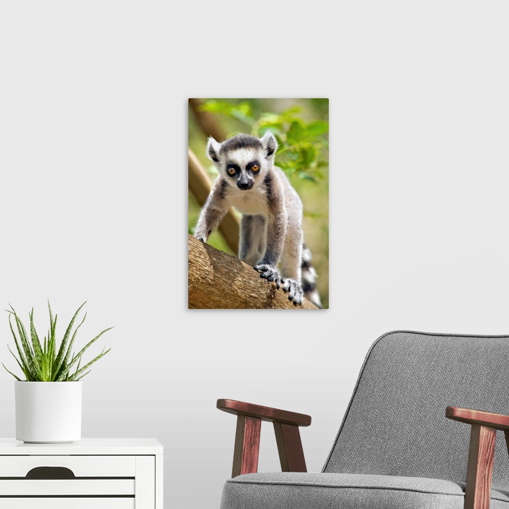 A modern room featuring Baby ring-tailed lemur (lemur catta) in the Anja private community reserve near Ambalavao in sout...