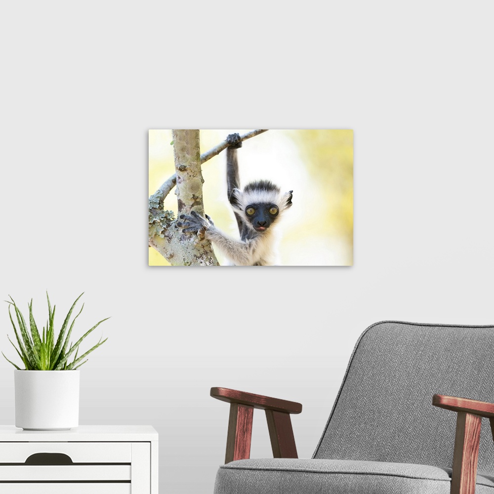 A modern room featuring Africa, Madagascar, Anosy Region, Berenty Reserve. A baby Verreaux's sifaka playing in a tree rig...