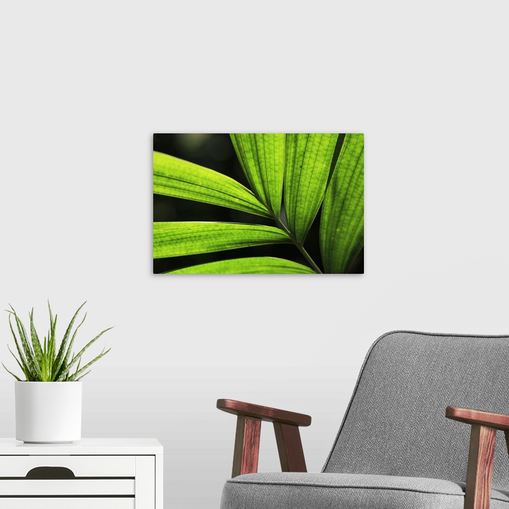A modern room featuring Backlit rainforest plants create abstract pattern, Cairns, Queensland, Australia.