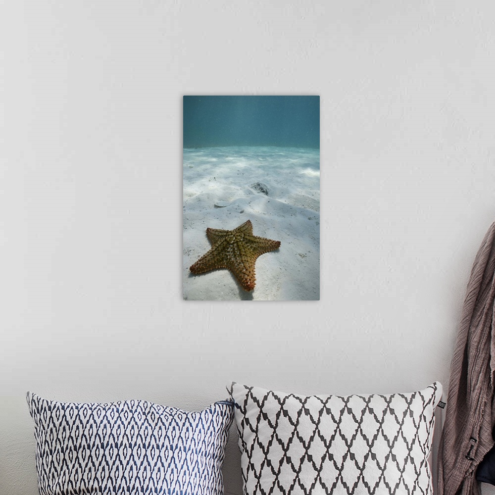 A bohemian room featuring Bahamas, Grand Bahama Island, Freeport, Underwater view of sea star near Golden Rock Beach
