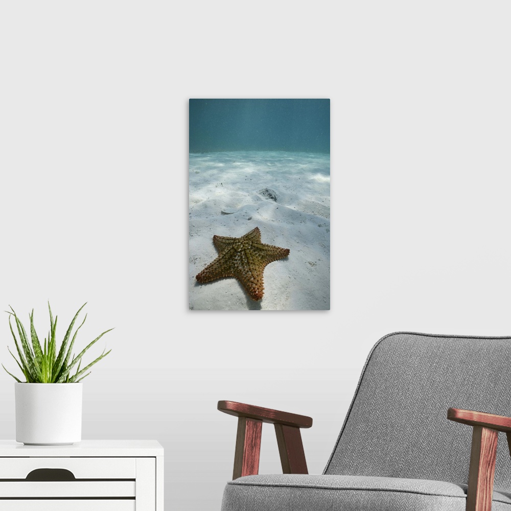 A modern room featuring Bahamas, Grand Bahama Island, Freeport, Underwater view of sea star near Golden Rock Beach