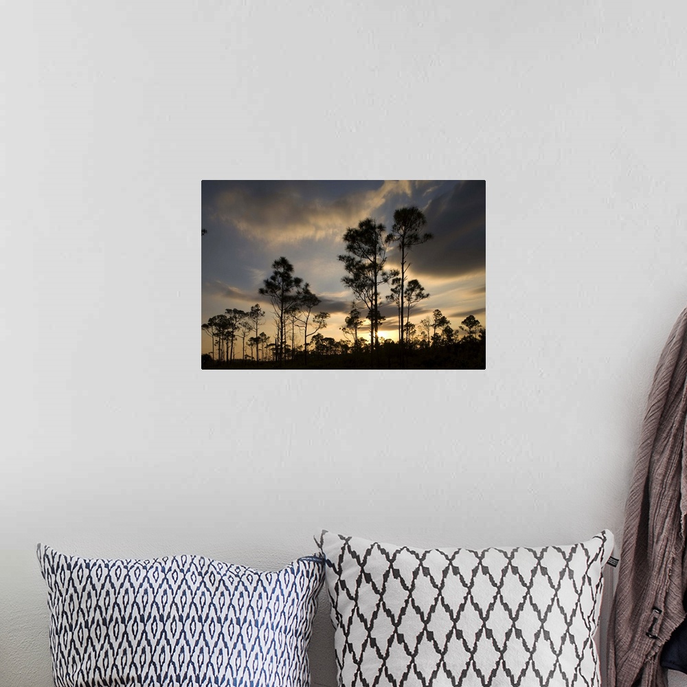 A bohemian room featuring Bahamas, Grand Bahama Island, Lucaya National Park, Setting sun silhouettes Caribbean Pine Trees
