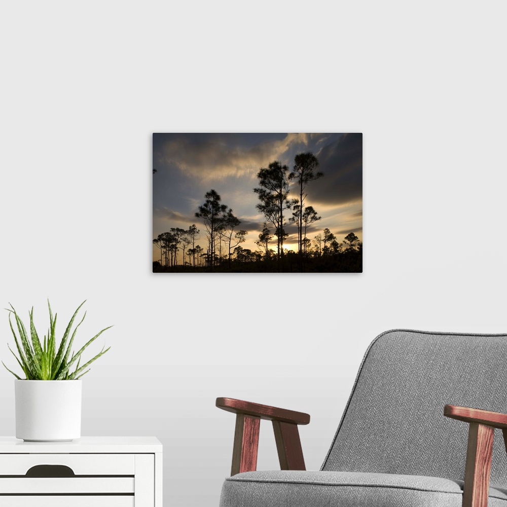 A modern room featuring Bahamas, Grand Bahama Island, Lucaya National Park, Setting sun silhouettes Caribbean Pine Trees