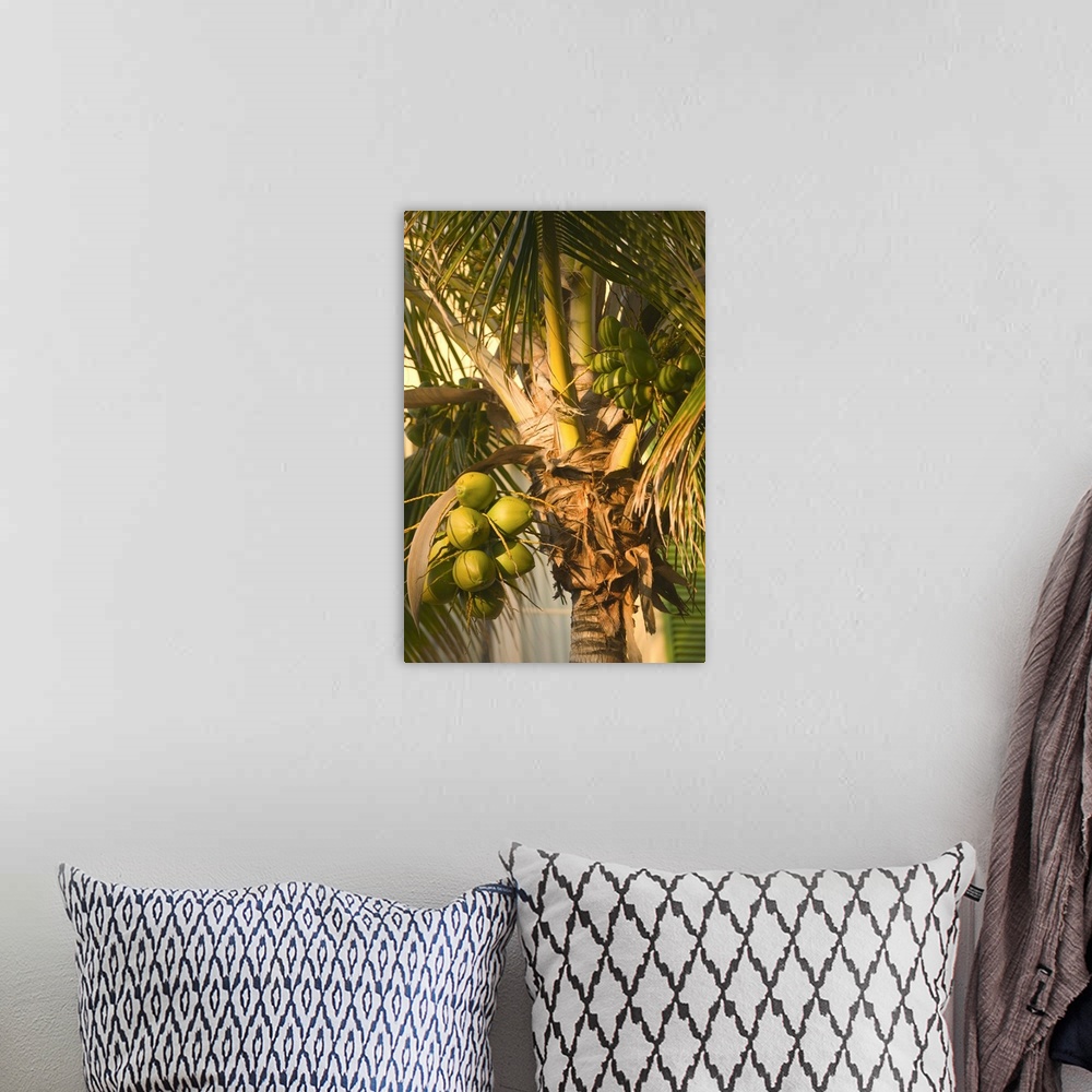 A bohemian room featuring BAHAMAS-Grand Bahama Island-Lucaya:.Our Lucaya Resort:.Coconut Palm Tree Detail