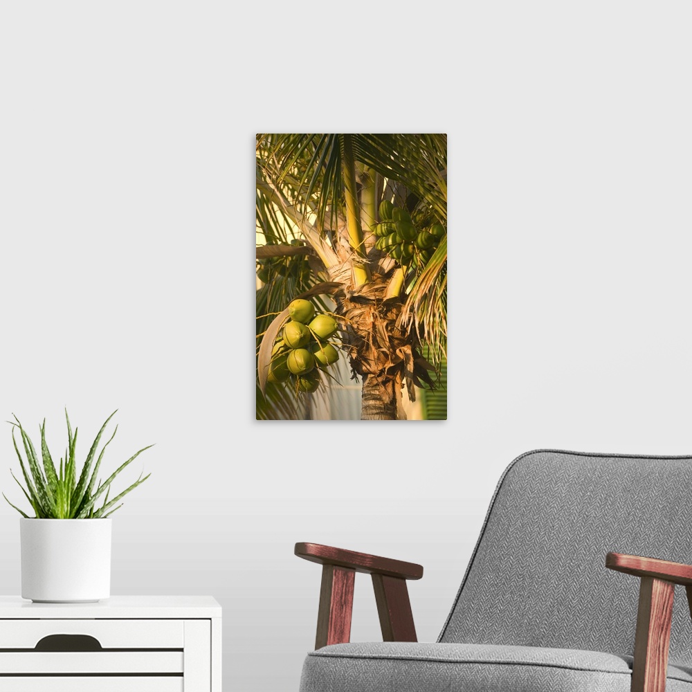 A modern room featuring BAHAMAS-Grand Bahama Island-Lucaya:.Our Lucaya Resort:.Coconut Palm Tree Detail
