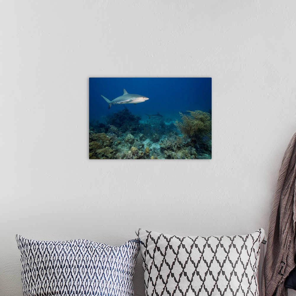 A bohemian room featuring Bahamas, New Providence Island, Caribbean Reef Sharks (Carcharhinus perezi) swimming in Caribbean...