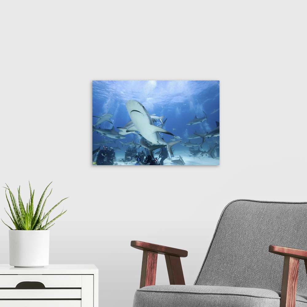 A modern room featuring Bahamas, New Providence Island, Scuba divers and Caribbean Reef Sharks during Stuart Cove's shark...