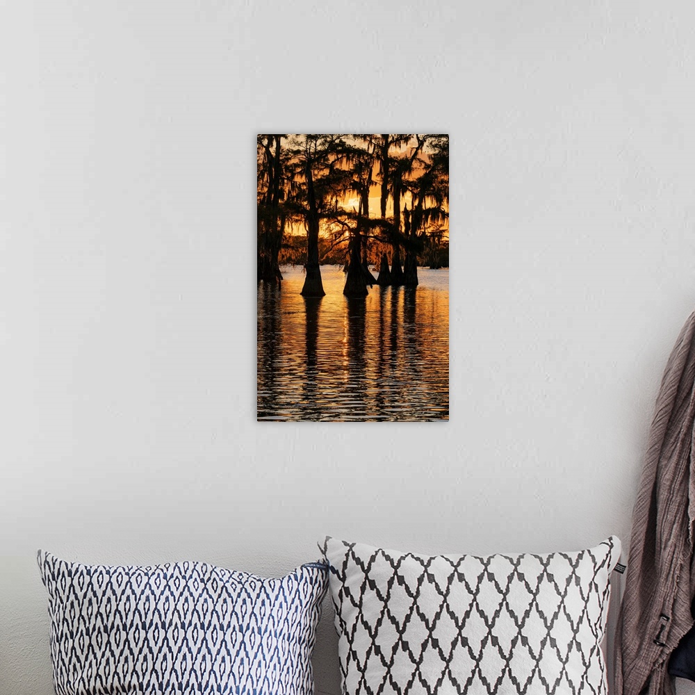 A bohemian room featuring Bald cypress trees silhouetted at sunset. Caddo Lake, Uncertain, Texas. United States, Texas.