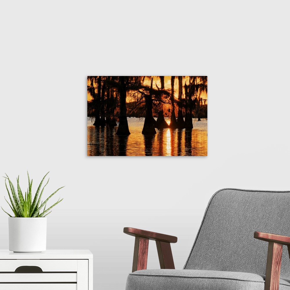A modern room featuring Bald cypress trees silhouetted at sunset. Caddo Lake, Uncertain, Texas. United States, Texas.
