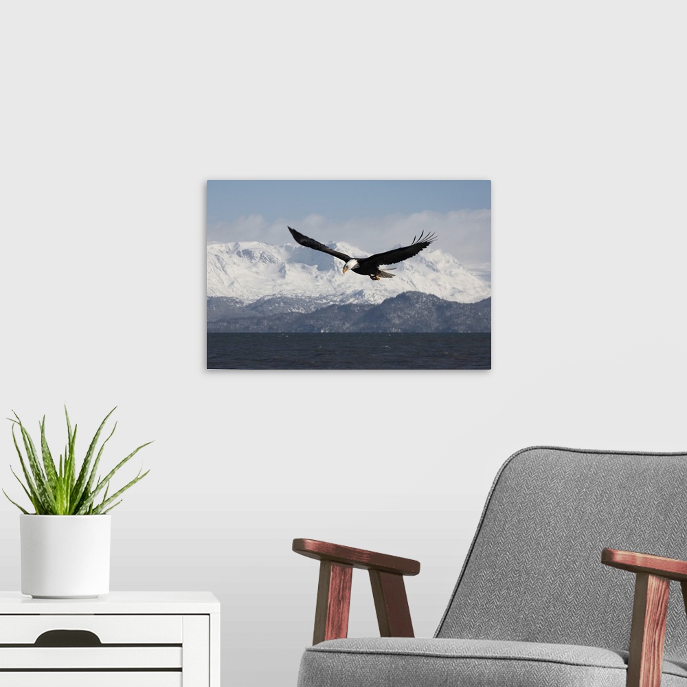 A modern room featuring Bald Eagle in Flight.Haliaeetus leucocephalus.Homer Alaska, 2006