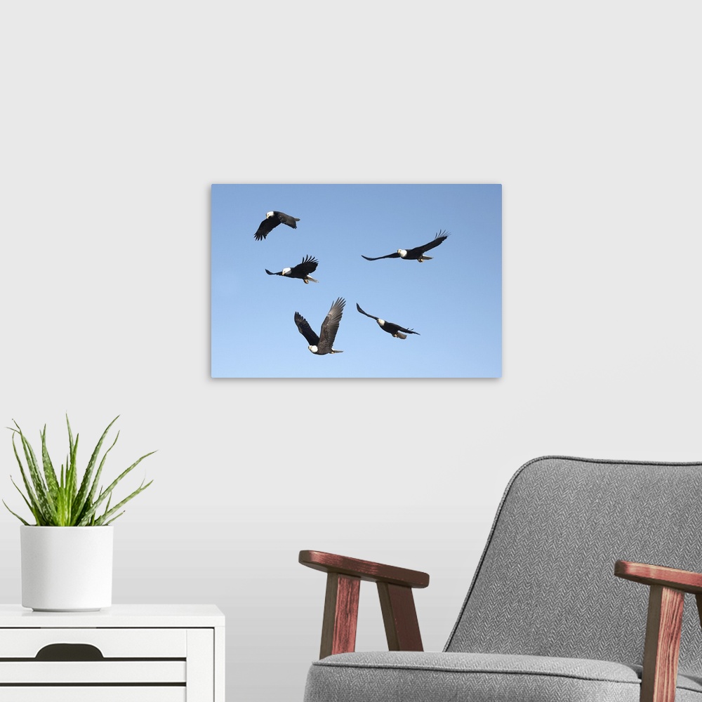 A modern room featuring Bald Eagles 5 in the frame.Haliaeetus leucocephalus.Homer Alaska, 2006