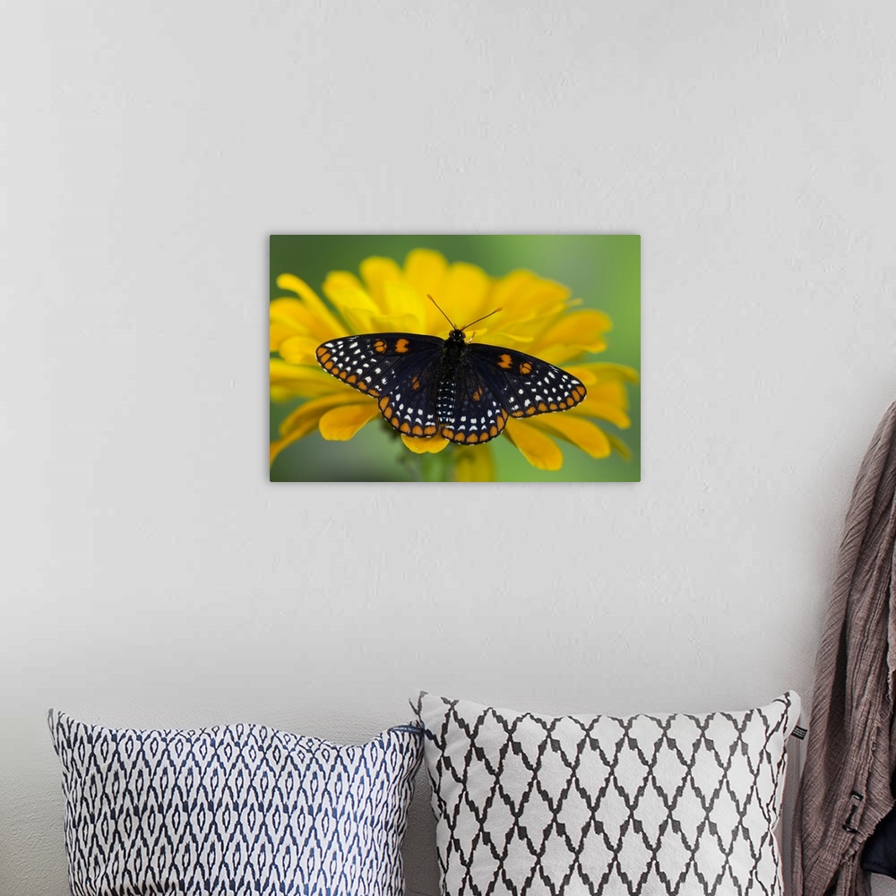 A bohemian room featuring Baltimore Checkered Spot Butterfly.