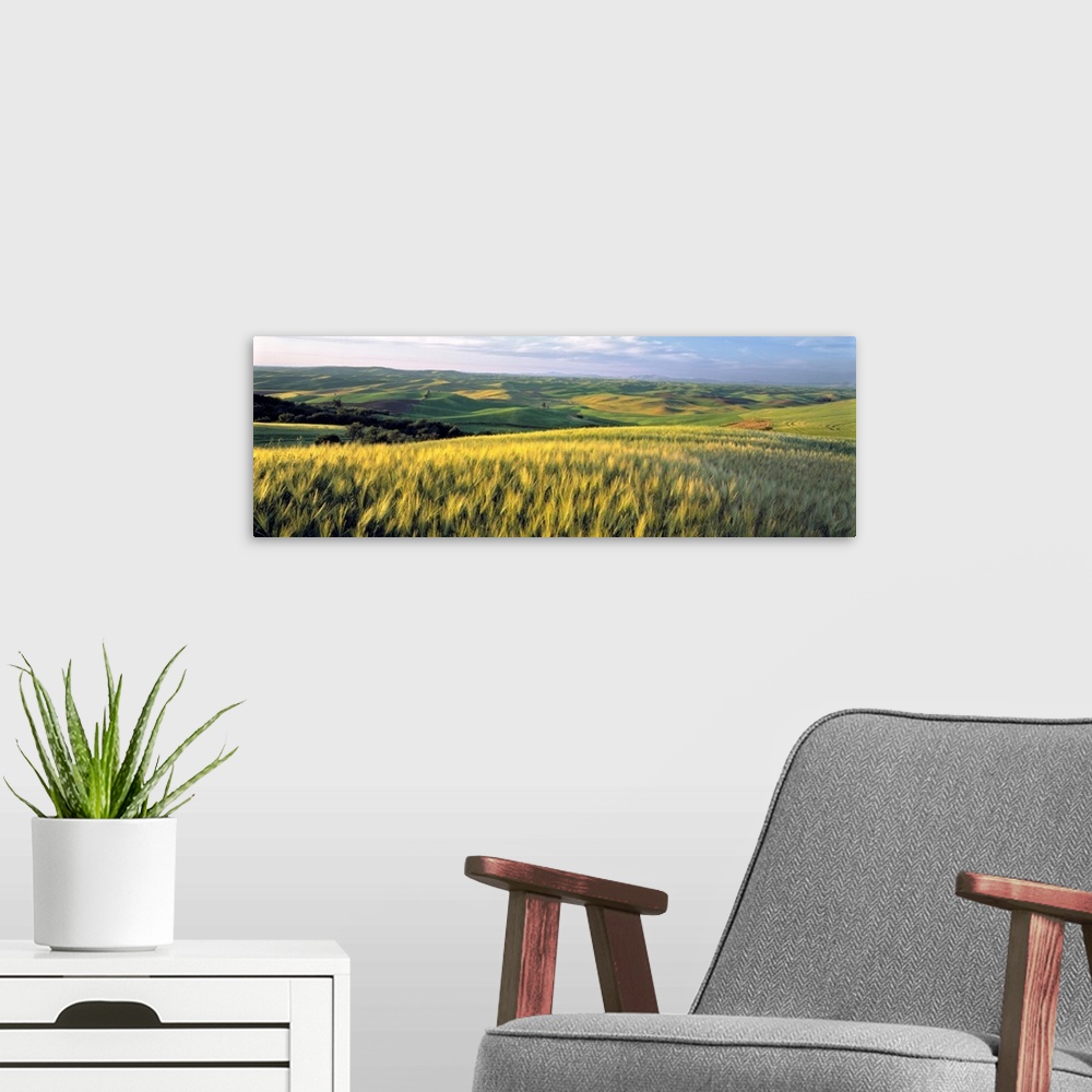 A modern room featuring Washington State, Colfax. Barley fields cover much of the rolling hills of the Palouse region of ...