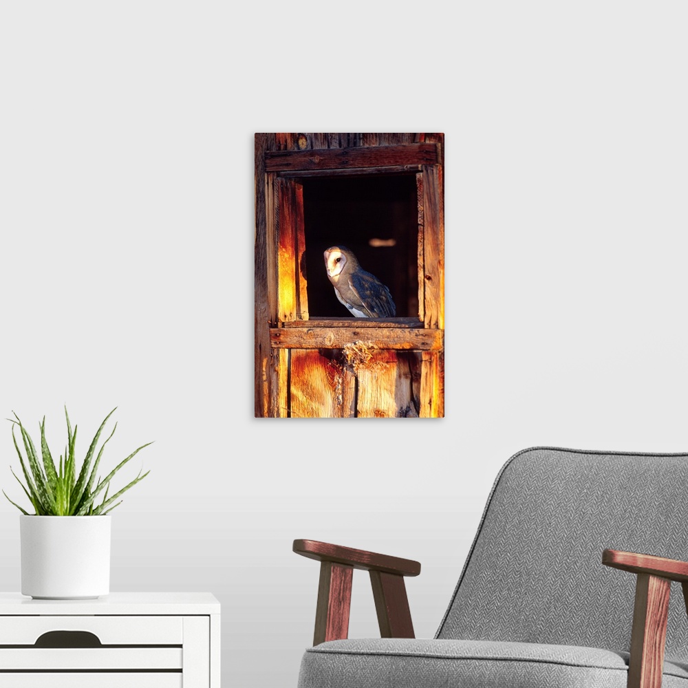 A modern room featuring Barn Owl.Tylo alba.Native to Southern US
