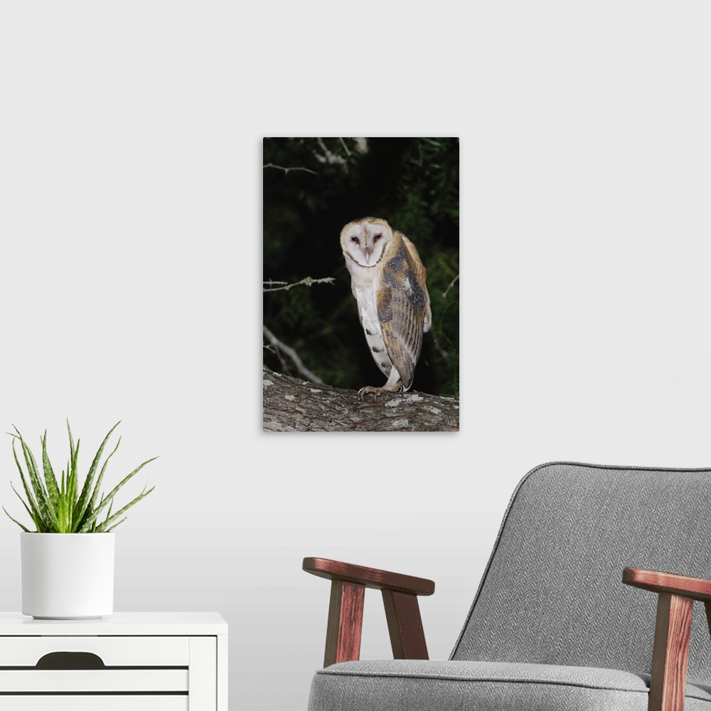 A modern room featuring Barn Owl, Tyto alba, adult, Willacy County, Rio Grande Valley, Texas, USA, May 2007