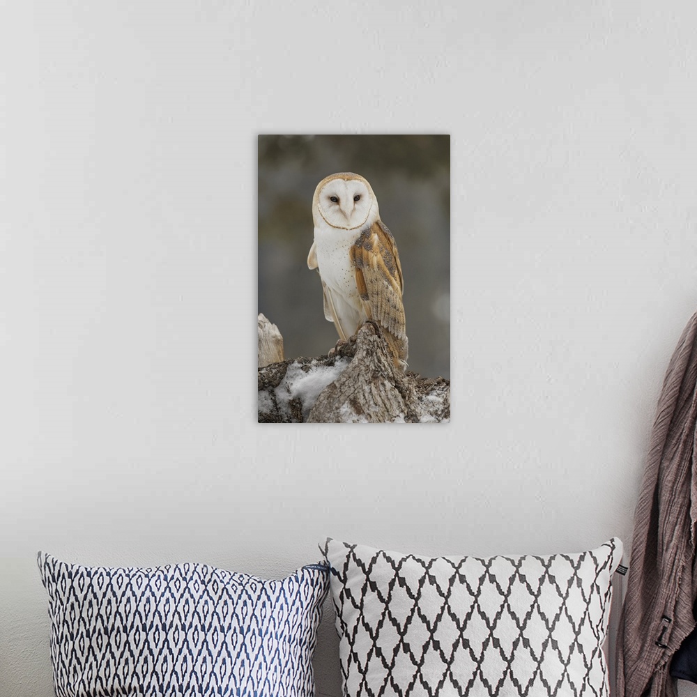 A bohemian room featuring Barn owl, Tyto alba, controlled situation, Montana.