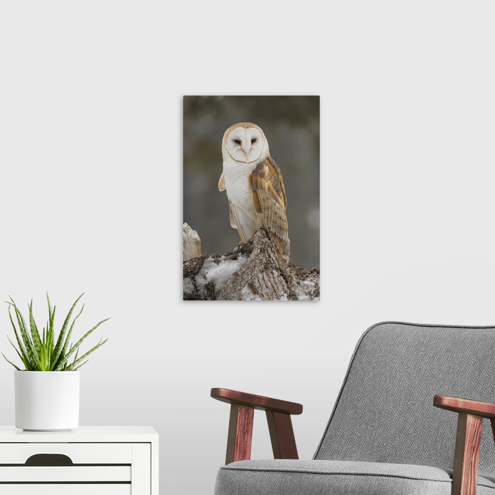 A modern room featuring Barn owl, Tyto alba, controlled situation, Montana.