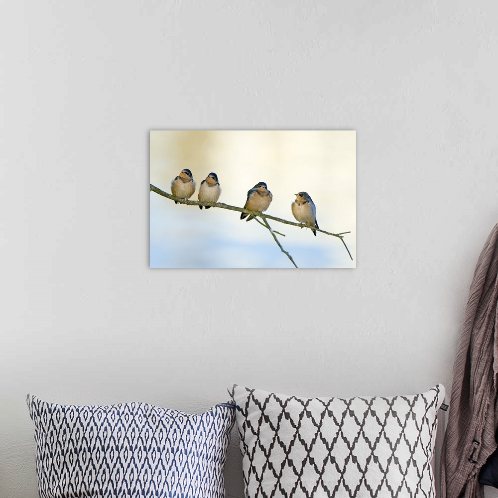 A bohemian room featuring Barn swallows, Hirundo rustica, Stanley Park, British Columbia