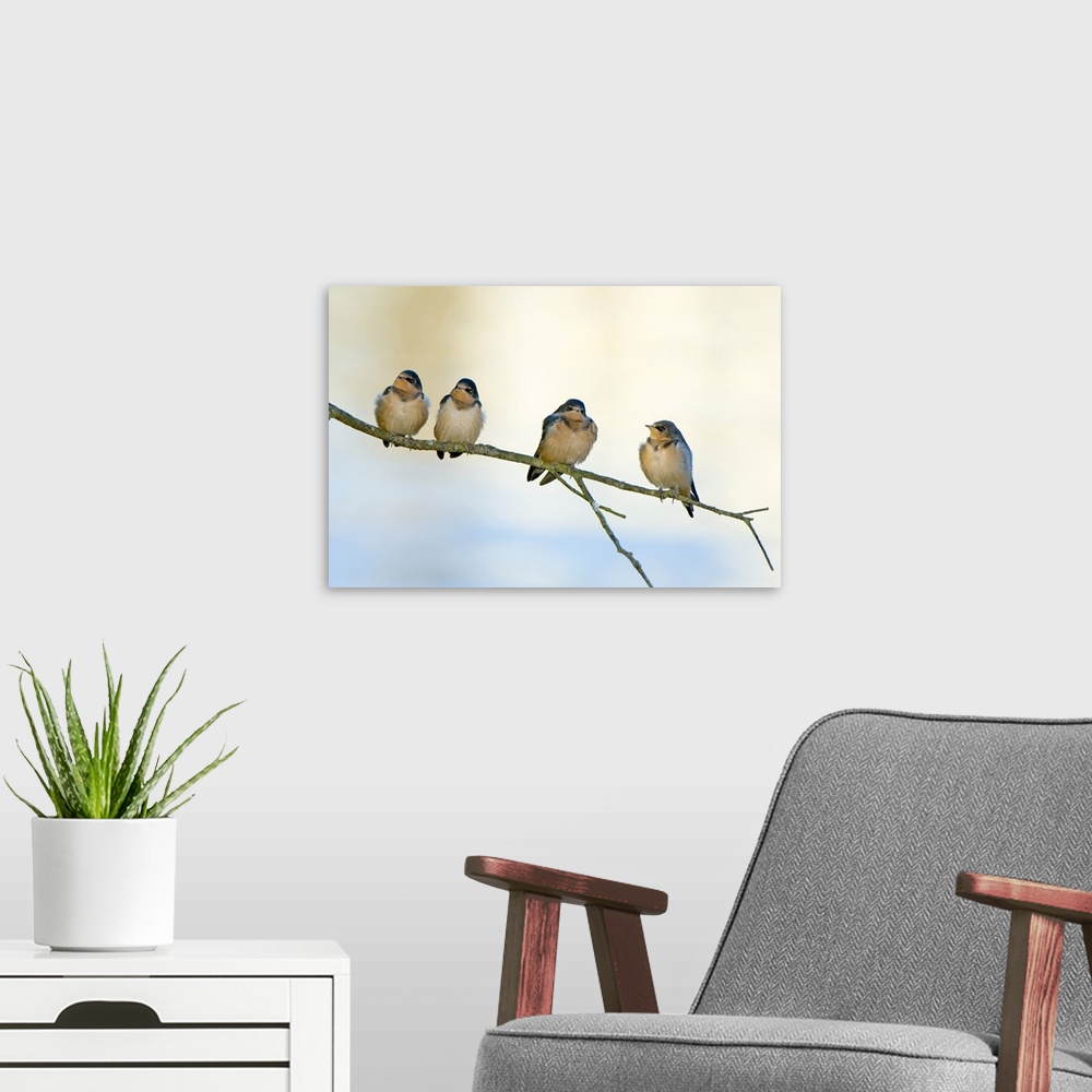 A modern room featuring Barn swallows, Hirundo rustica, Stanley Park, British Columbia