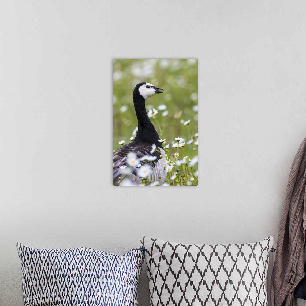 A bohemian room featuring Barnacle goose standing in a green field. Germany, Bavaria, Munich.