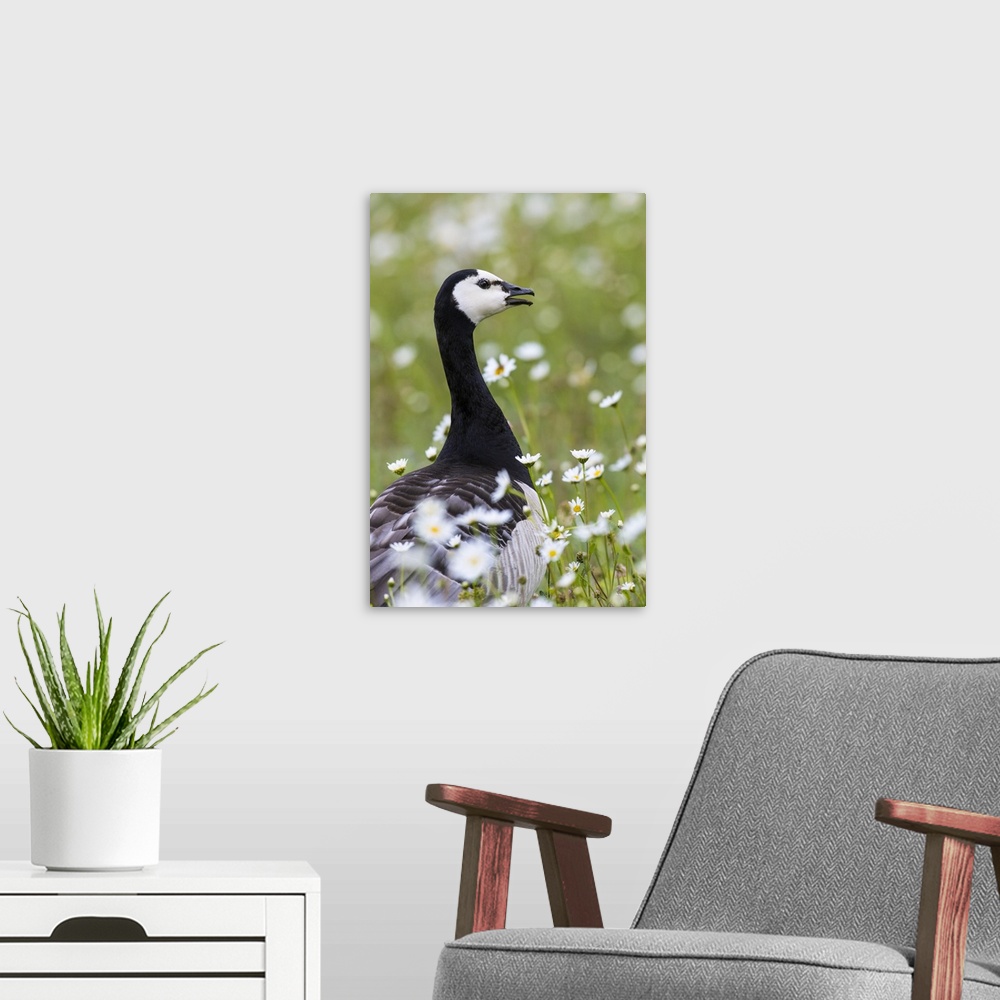 A modern room featuring Barnacle goose standing in a green field. Germany, Bavaria, Munich.