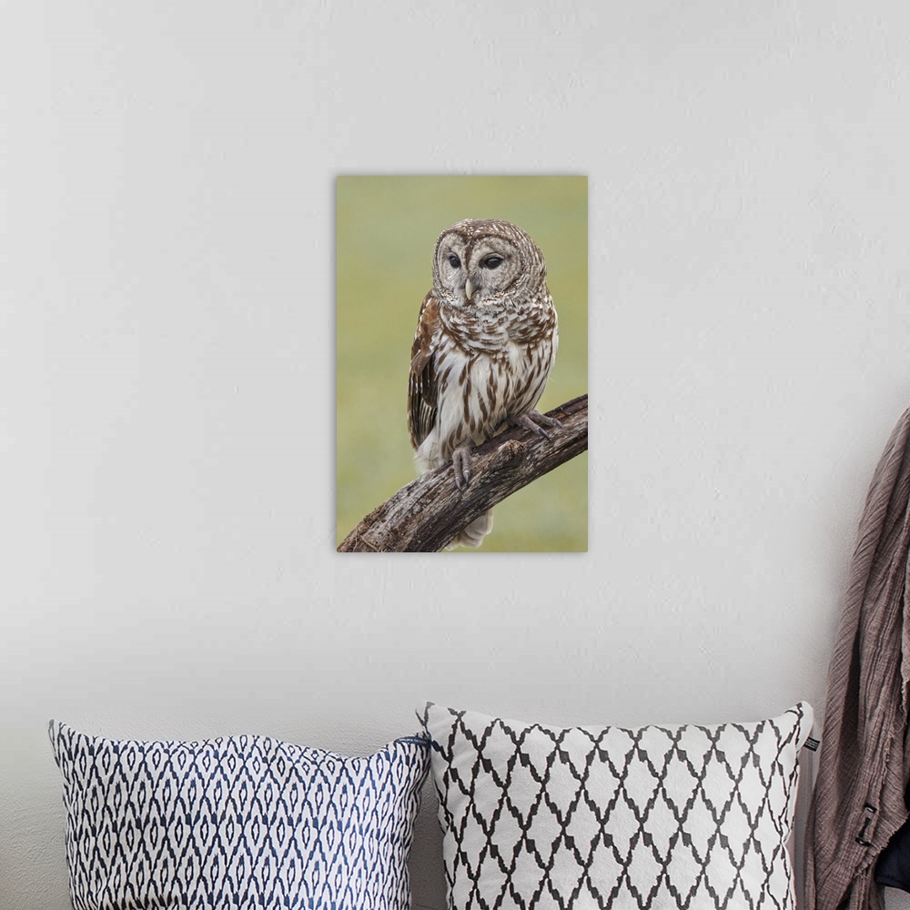 A bohemian room featuring Barred owl, Strix varia, Florida. United States, Florida.