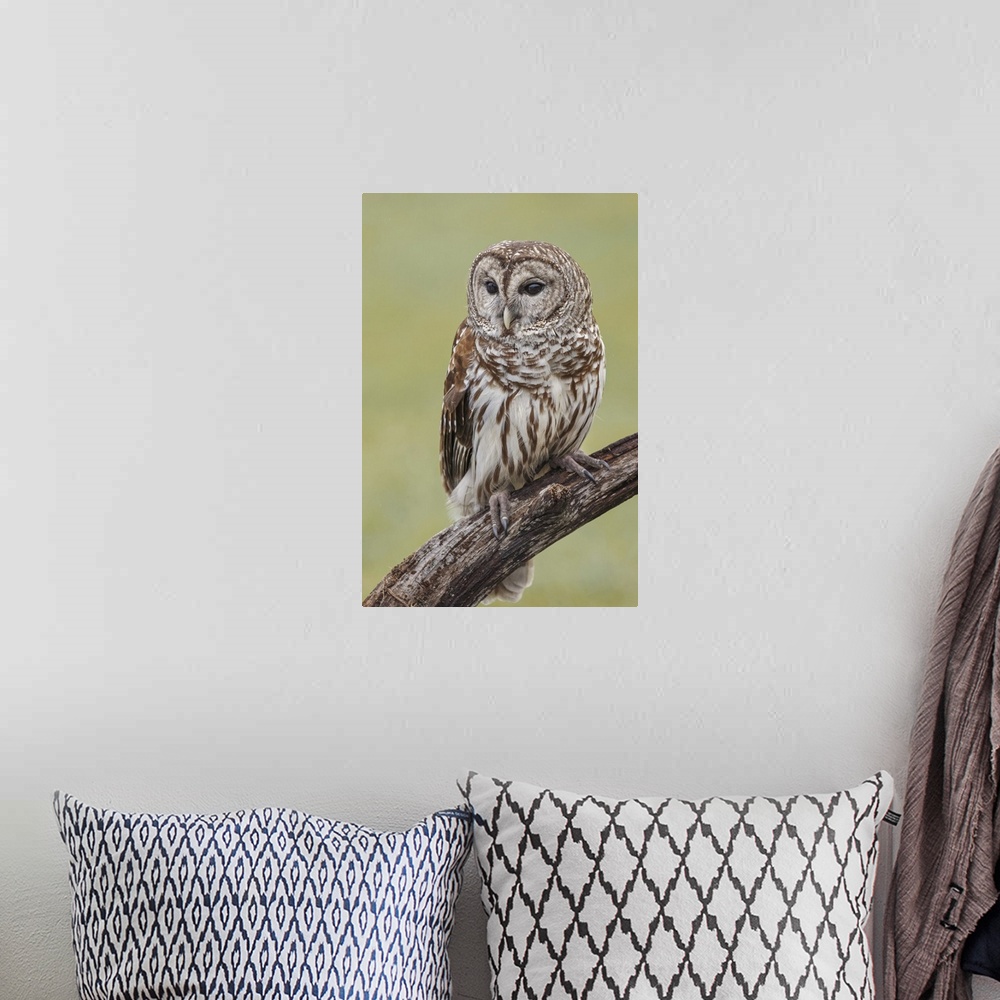 A bohemian room featuring Barred owl, Strix varia, Florida. United States, Florida.